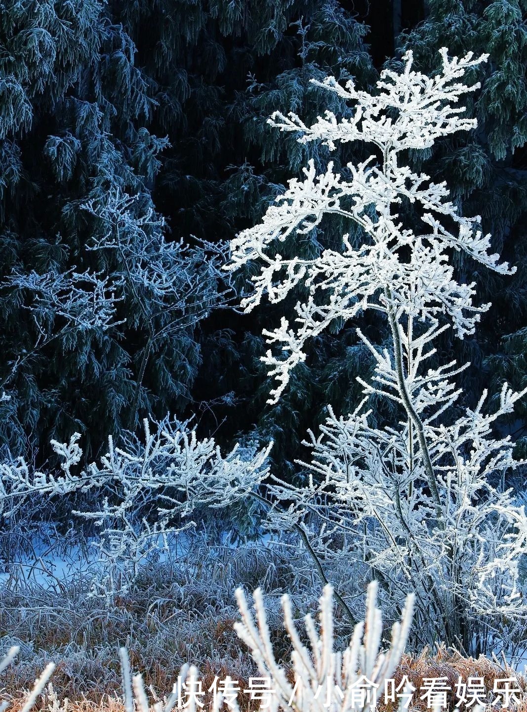 雪景|遂昌大美雪景图！让你一次看个够