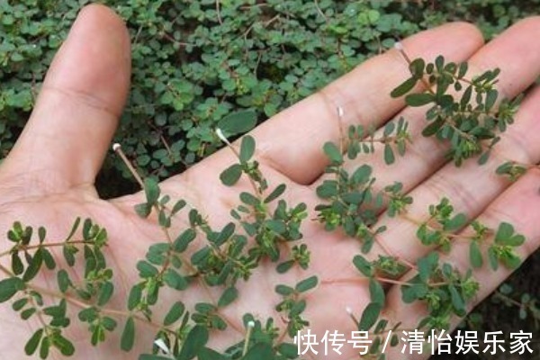 小花草|农村随处可见的“卧蛋草”,外形像马齿苋,如今是一味珍贵药材!