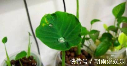 绿萝|丢水里就能长得很好的6种蔬菜，比花美、比绿萝还好养！