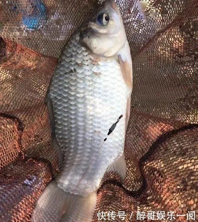 都说冷天饵料要“腥”,为啥加了也没鱼咬钩?这4个原因是关键!