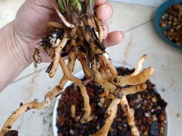 蟹爪兰|长寿花换盆，切忌越换越大，一直用小盆养才好！