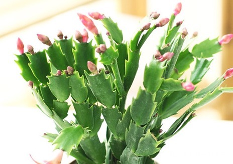 冬季家养蟹爪兰总是难开花做好这几个细节，轻松花开爆满盆