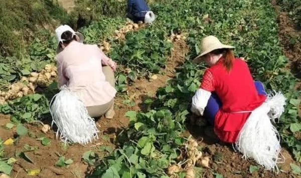 种子含毒根却被人广泛食用，南方人当水果吃，北方人当蔬菜