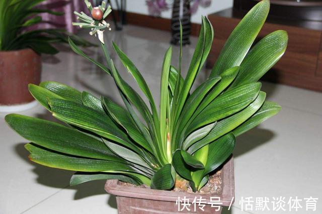 危险期|立秋后，6种花进入“危险期”，当心“黑腐”找上门