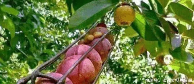 农村|看完农村大叔摘山竹,发现卖得贵也是情有可原,钱都花了它身上!