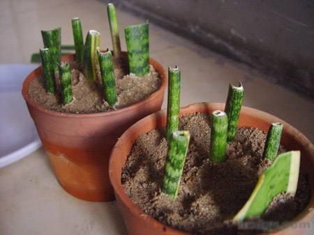 养虎皮兰,十天一次“壮叶水”,根旺,叶子疯长油绿长满盆