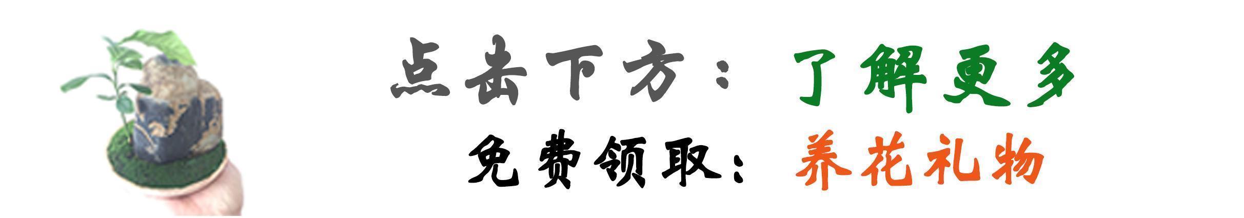  告诉爸妈买“年关花”，切记别买这“3种”，个个都是“疾病花”