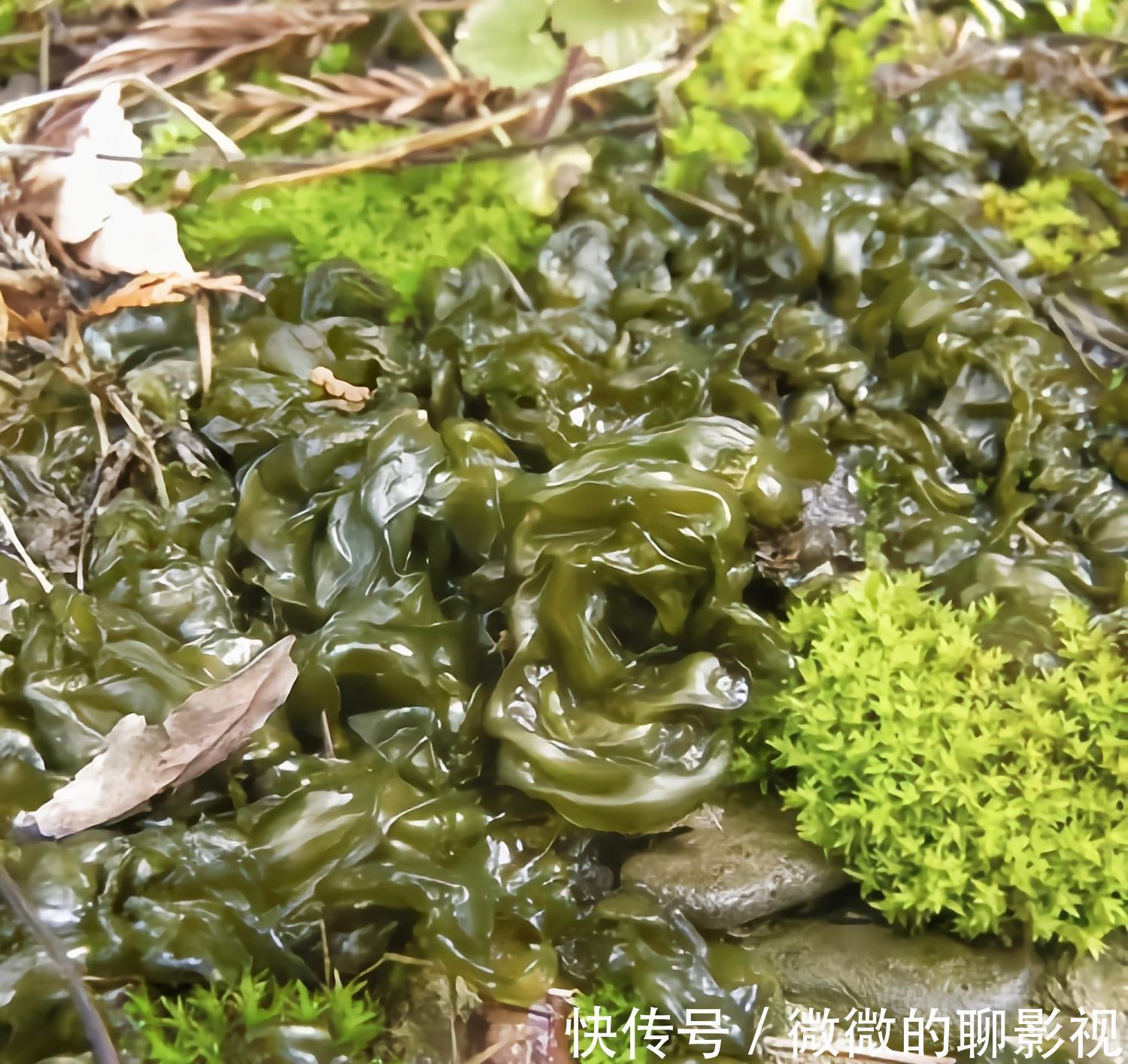美味佳肴|6种常见野菜,比青菜好吃营养,解腻养人,你吃过几种?不要错过