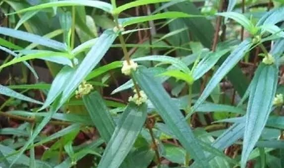 野草|一种野草根像“人参”,农村人挖了当药材用,城里人却不识当杂草