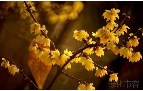 静待梅花开！冬日赏花来金山花开海上生态园