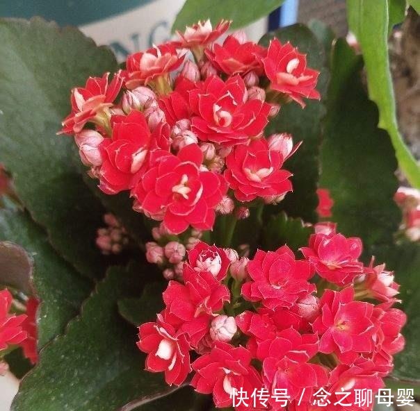 长寿花剪一刀,理个小平头,株型矮壮开花多