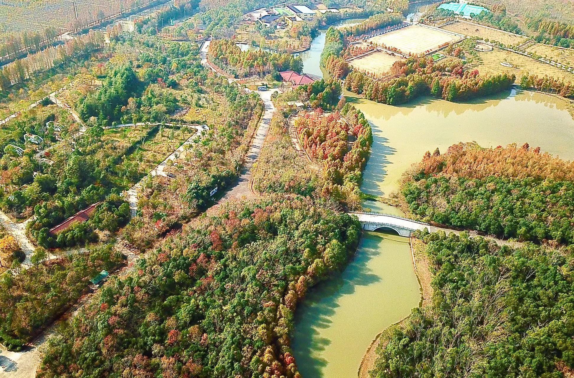 林在|视频｜ 泛舟湖上远处斑驳的杉林光影朦胧，在海湾森林公园回归自然的“慢生活”