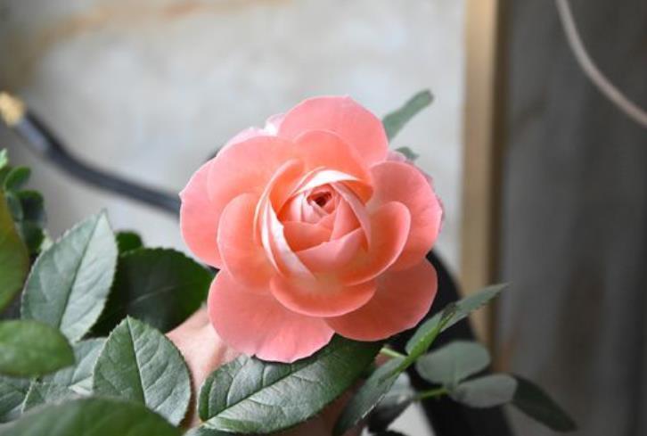 秋冬季养月季,这种情况不能剪,放点肥料精,明年花期延长两月