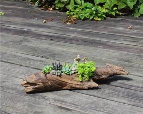 如何才能把小盆栽打理得人见人爱？