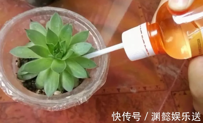 万能的浇水“神器”,只需一根小吸管,专治各种烂根烂叶!
