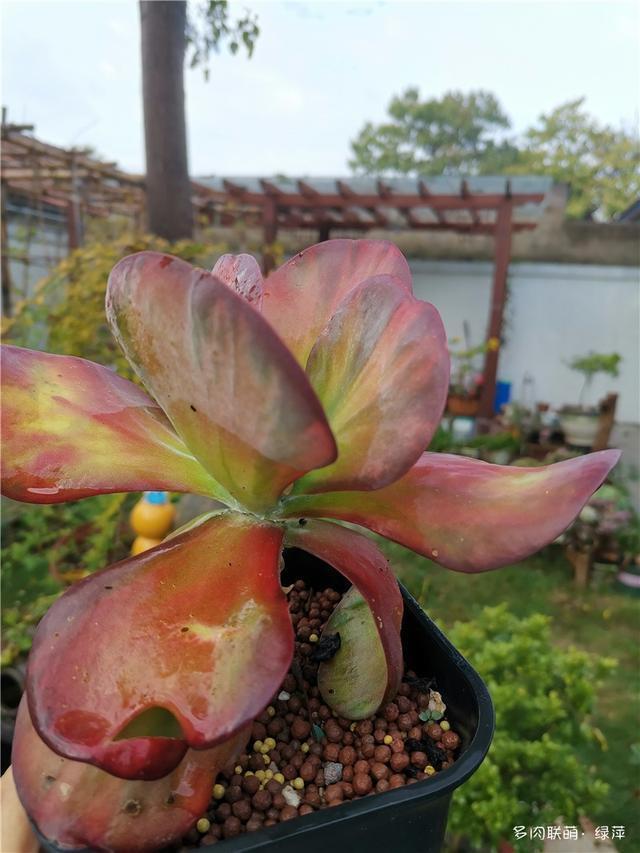 拈花一笑为红颜,无奈雨霾非吾恋