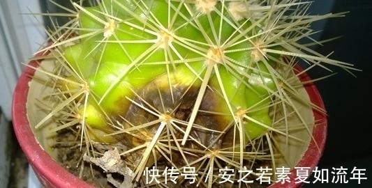 积水|叶片怕水的6种花，浇水最好直接“灌”，不然黄叶、烂心又黑腐