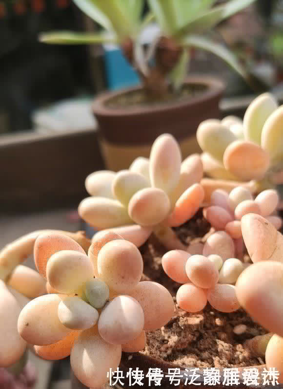 土壤|养多肉,配土很重要?只要会养,配土只是一种方式,无关紧要