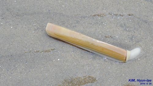 深圳人舌尖上的贝类——绝对不可错过的美食之大竹蛏篇