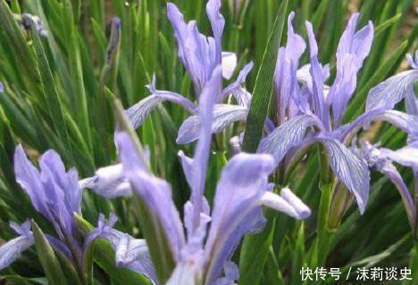 4种花沾土就活,开花又大又艳,比牡丹美,比绿萝好养