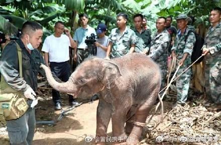 警方|小象被警方救助还喝了两大壶羊奶