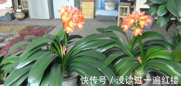 花友|图寓意好盆栽君子兰，想赏花就别忽略这4点“小要求”