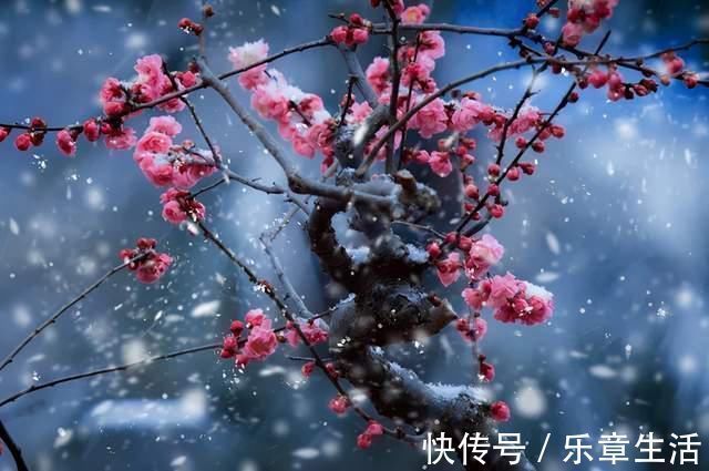 严恽$王安石的这首梅花诗,每一句都是抄袭的,却道出人生至高境界