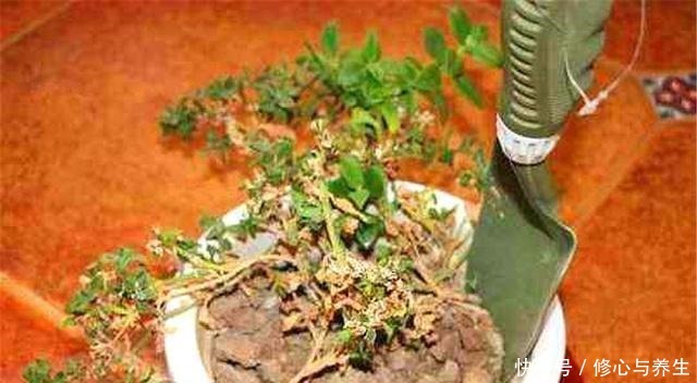 花盆土壤“硬如砖”，去公园捡“2宝贝”埋盆里，土壤松软白根壮！