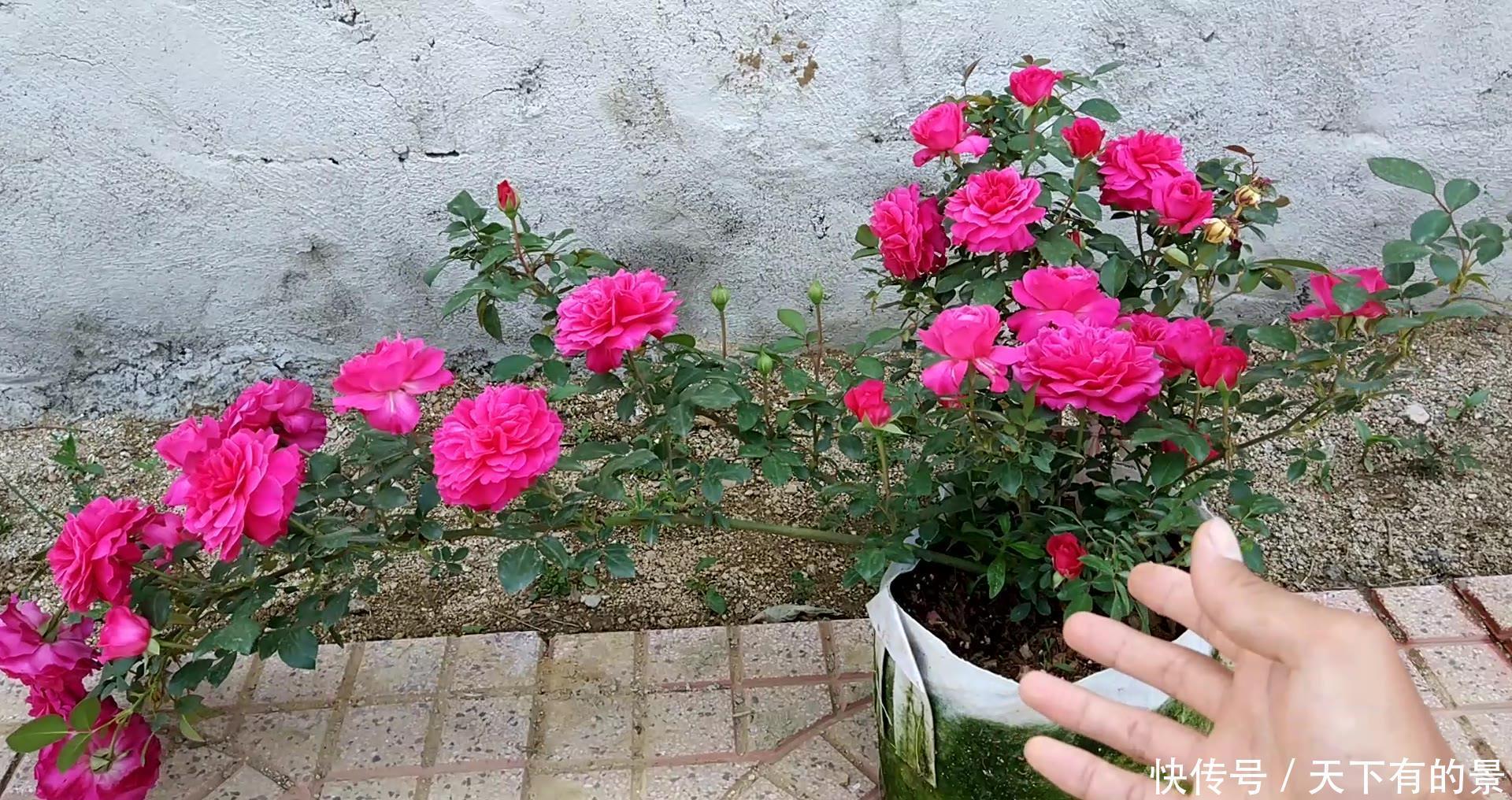 笋芽|月季花墙,小苗快速成型的“窍门”,一年满枝芽,爆出一墙花