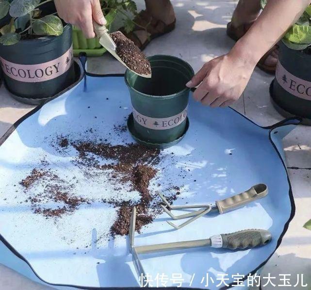 给花换盆注意这3点，否则换一盆死一盆，千万牢记