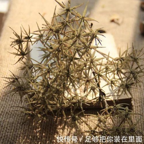 植物刺|有刺植物的刺是如何起源和演变的？有什么类型和效用？