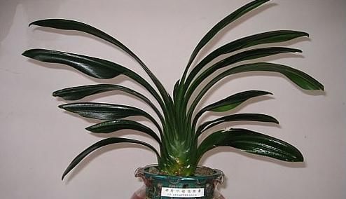 自来水|君子兰不开花还总是烂根教你一招,君子兰从此长不停