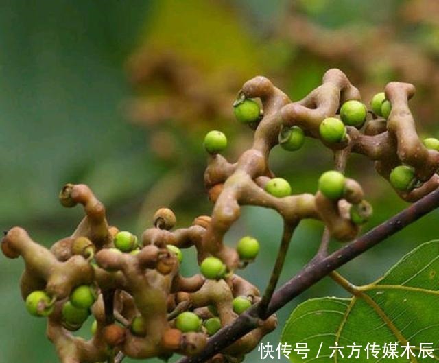 树种|枳椇是一种什么样的树种