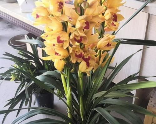 冬日养兰花，做好这些，花香似香水，却比它更安全持久