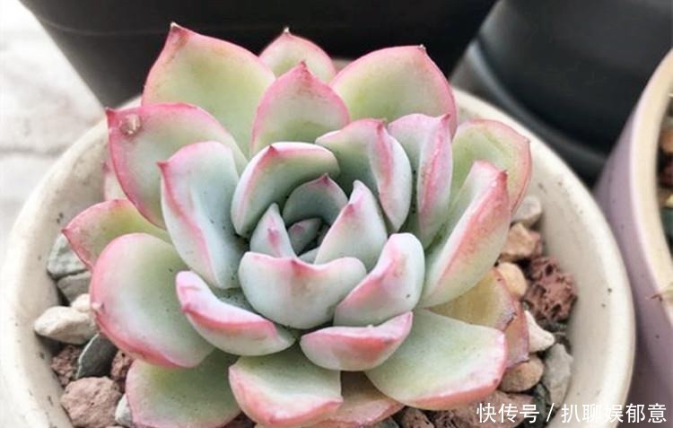 白粉|多肉“长不高”，盆里加点“白粉末”，1个月后，不长也得长！