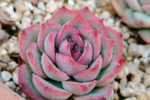 颜值高口碑好的多肉侧影，也叫法兰西玫瑰，出状态像花一样漂亮