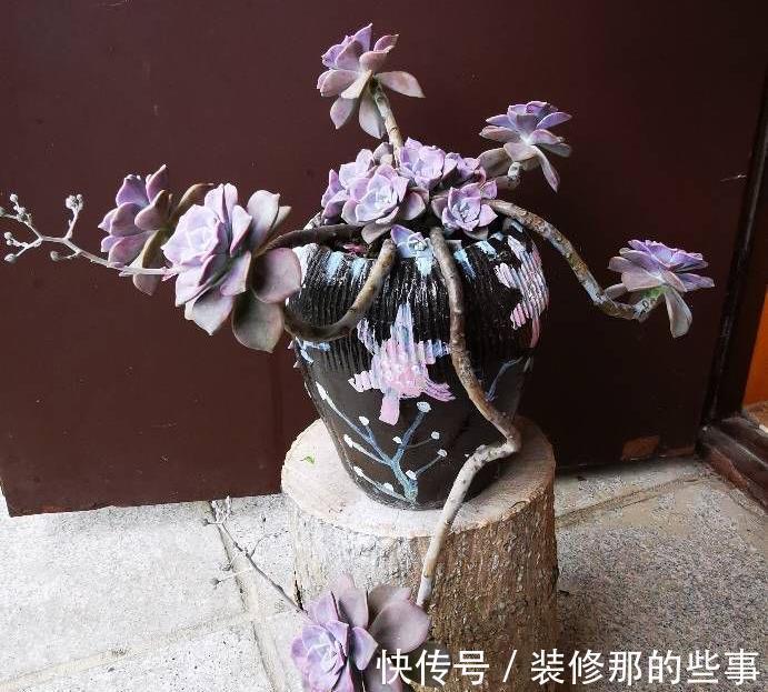 多肉植物|养好多肉紫乐，有2个简单的方法，颜色更漂亮，变多头老桩