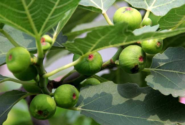 肠癌|63岁老人查出肠癌后,常拿此物当作零食吃,医生也很提倡