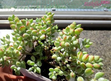 养多肉达摩福娘，了解掌握几个要点，造型漂亮，香味浓郁