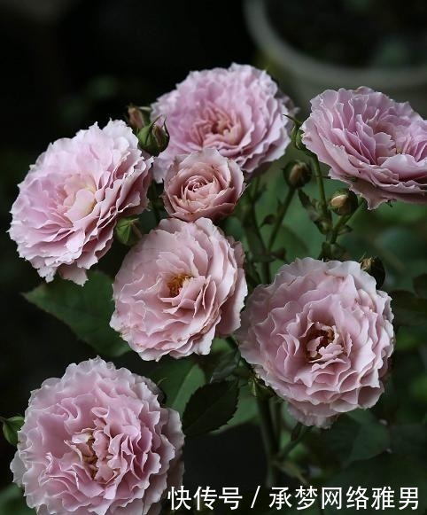 开爆|爱你的小花匠,七夕前,养好了20种月季花,随便1种都已开爆盆