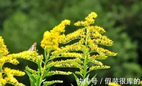 又见外来物种入侵!浙江出现“植物杀手”,外表迷人却危害极大