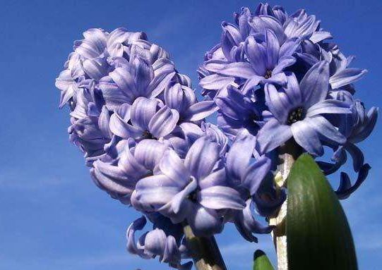 此款花卉比玫瑰还美,漂亮且花期长,烂漫迷人,开花娇艳惹人爱