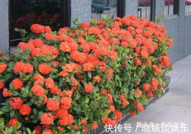 给家里多增添些热带风情,这12种红红火火的热带红花不可少