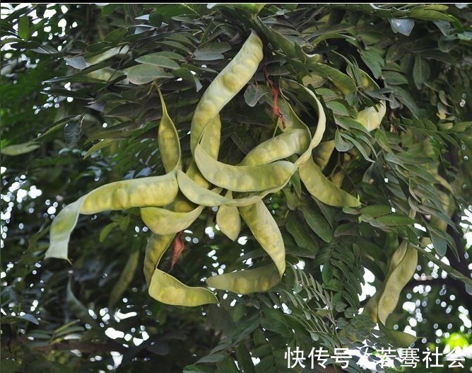 红枣|秋天经常吃这种“穷人燕窝”,不出一个月,不便秘了,皮肤也好了