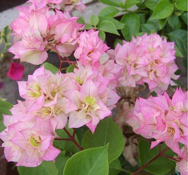 院子|家有院子,一定要养“3种花”,好养又漂亮,一开就是300多天!