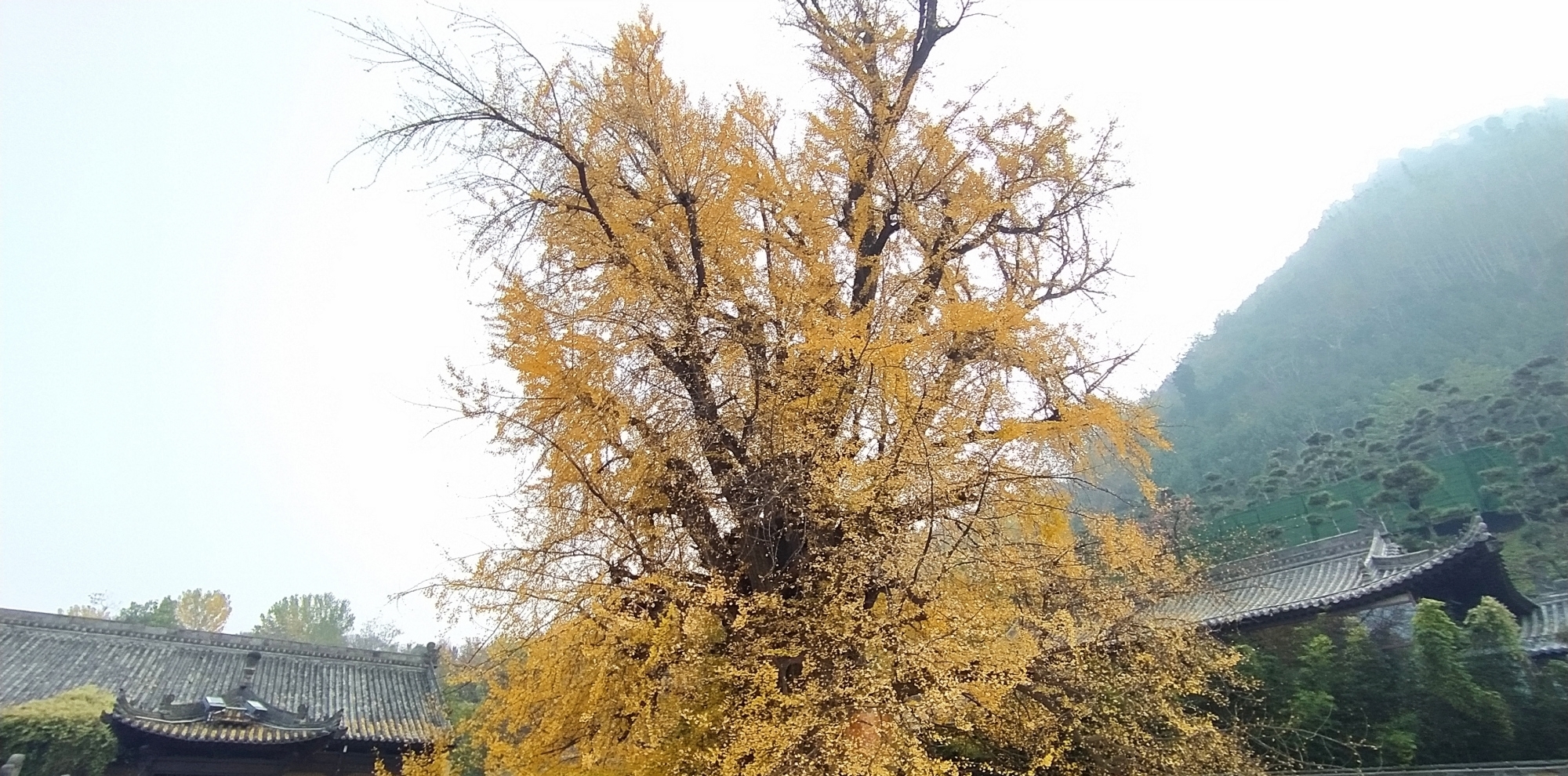 西安|西安秦岭山脉脚下的景区，因一棵树在网上火了，吸引上万人打卡！