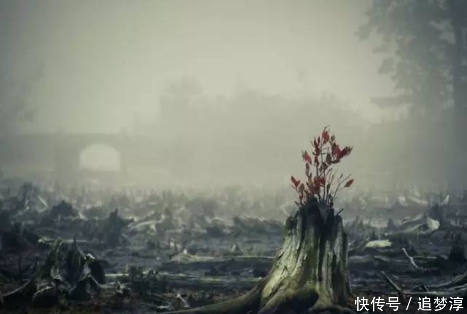 震撼!21棵不想“死”的树,这就是生命