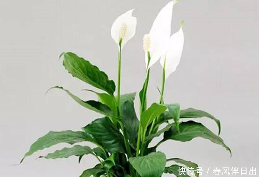 三种花是花卉中的吉祥三宝,花叶共赏繁华时尚,室内盆栽佳选