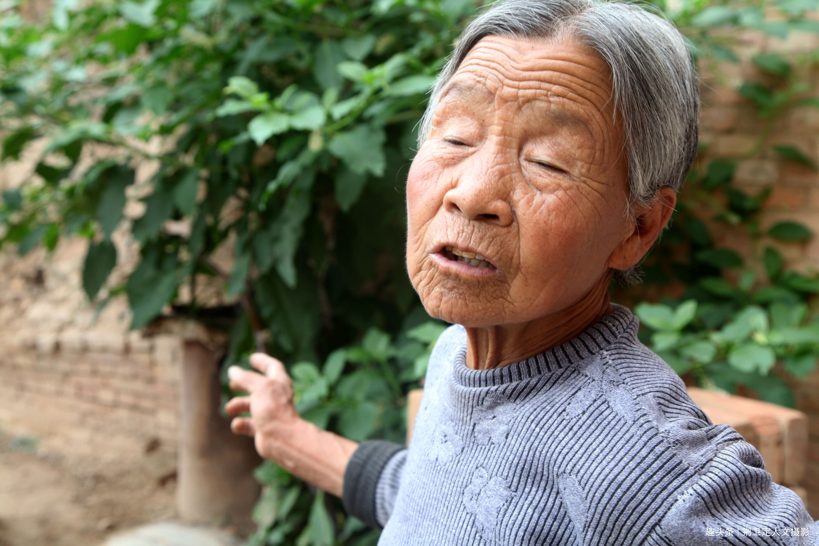 大人参|鸟粪落入8旬老人家中，长出大人参有人说价值10万，看是啥样