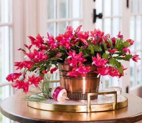 蟹爪兰|八月适合入手“6种花”,好养又漂亮,天气转凉更利于开花